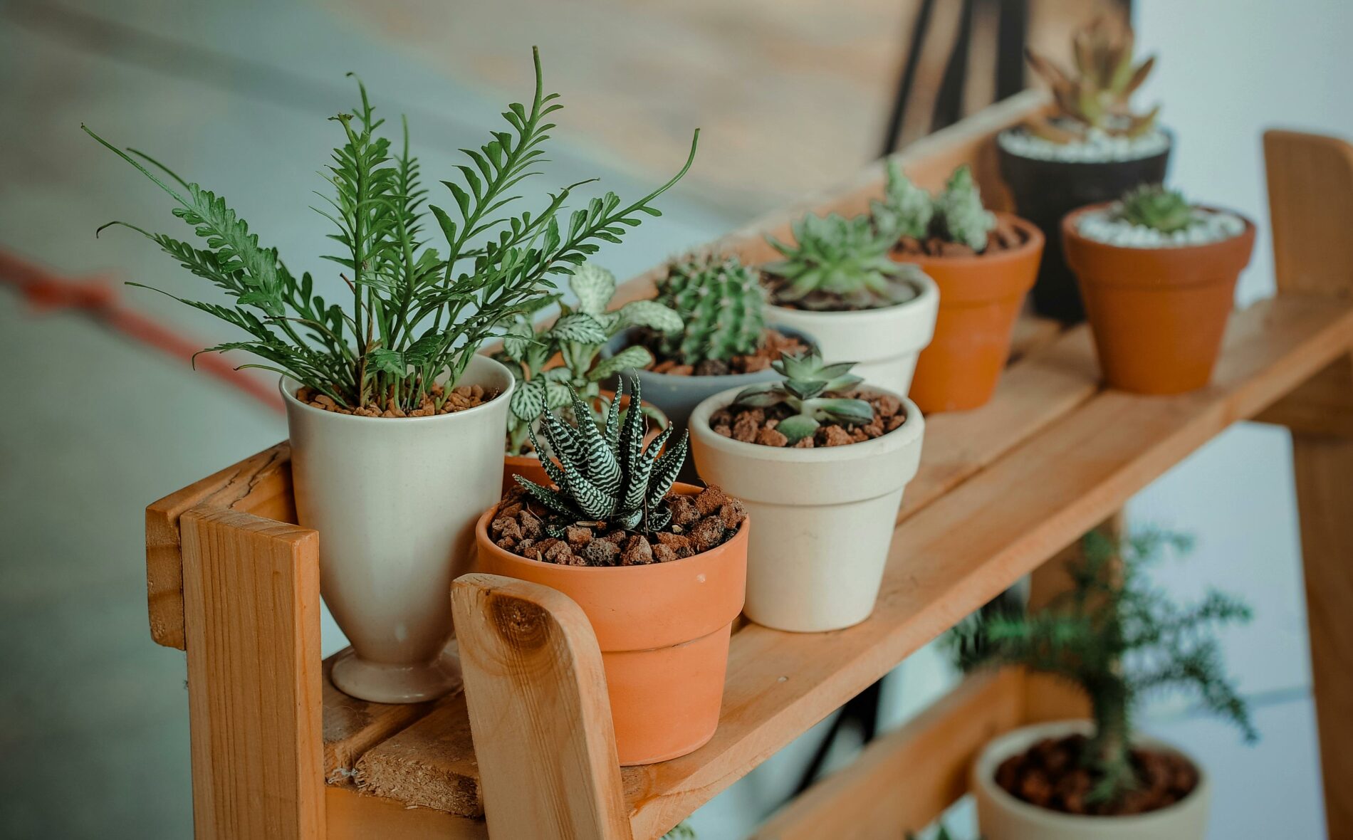 Pots de plantes d'intérieur pour purifier sa maison